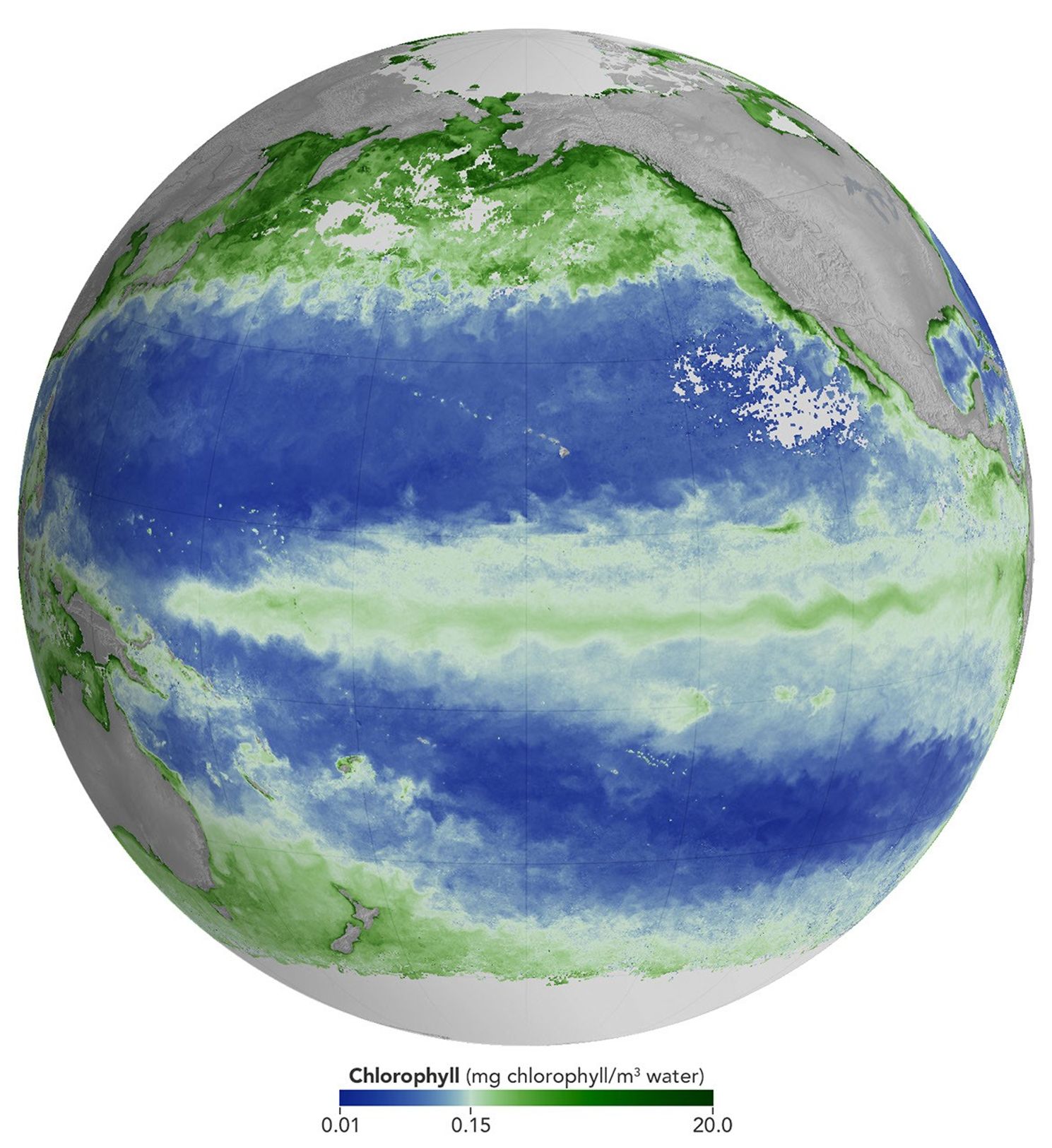A global map centered on the Pacific Ocean shows a band of green across the equatorial region, indicating the presence of chlorophyll in surface waters.